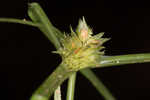 Asian spikesedge